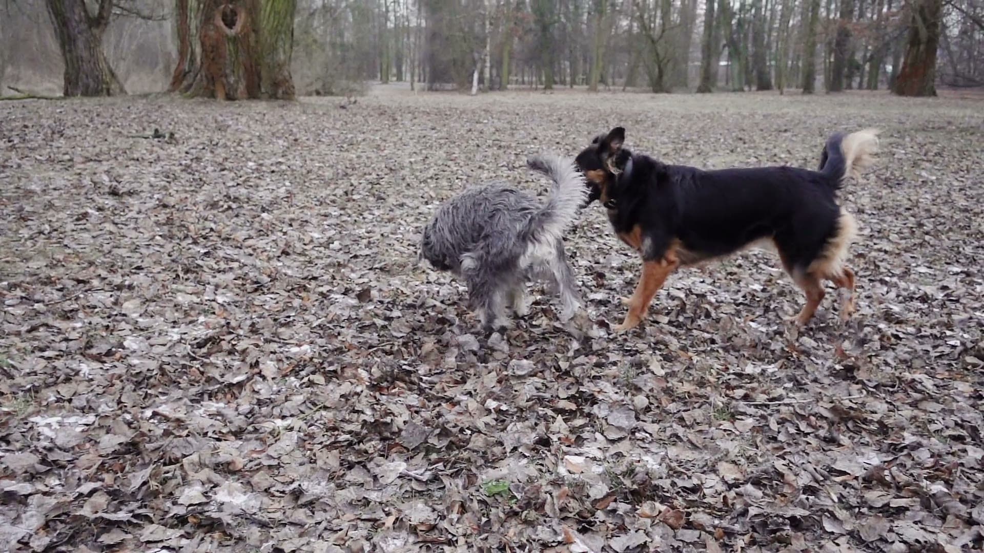Die Geschichte von Animeets